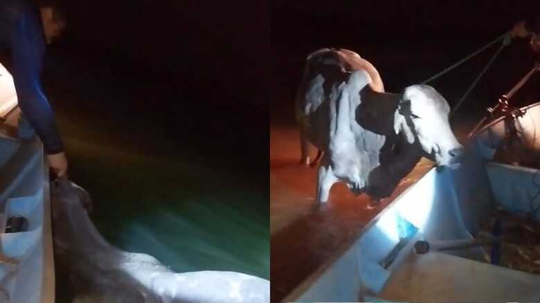 Bovino foi 'pescado'