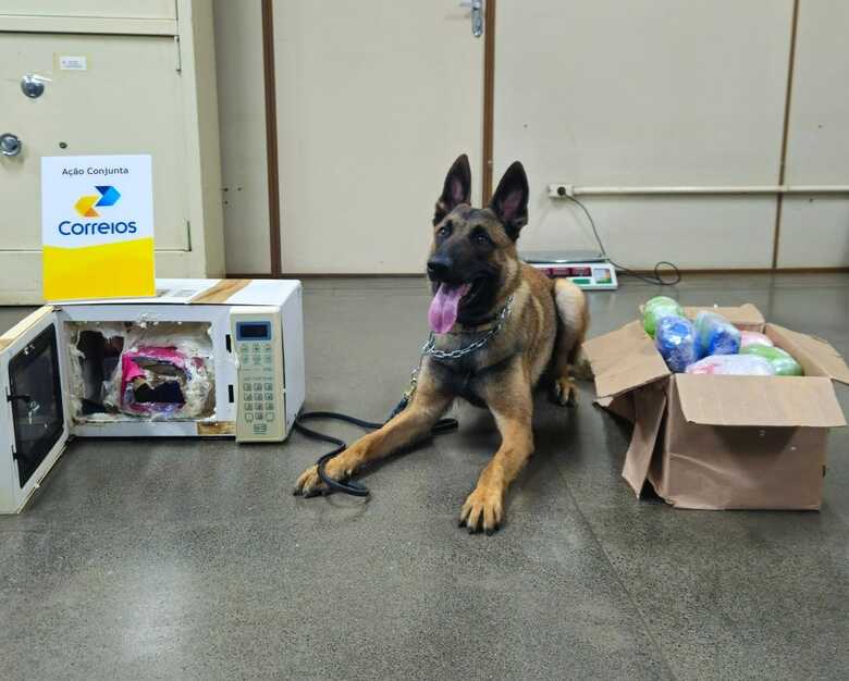 Drogas foram encontradas com auxílio de cão farejador