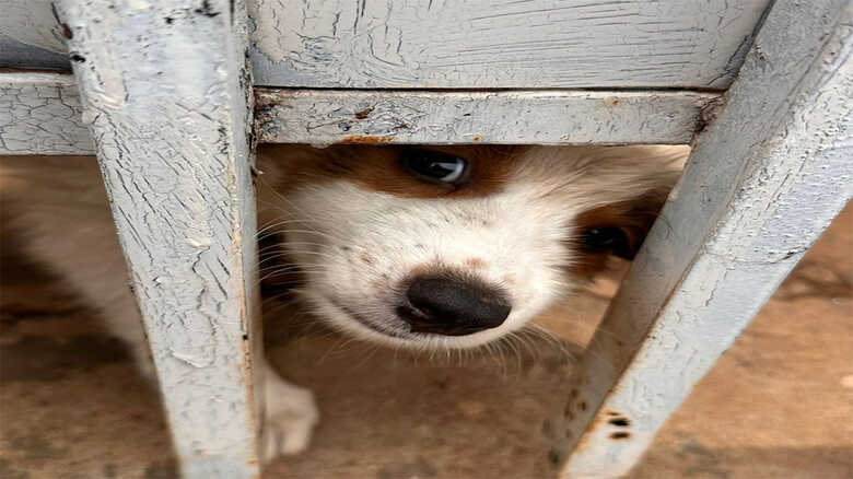 Um dos cachorros que sofriam maus-tratos foi resgatado pela polícia