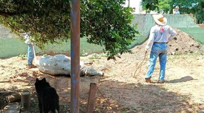 Boi foi contido e levado novamente para a fazenda