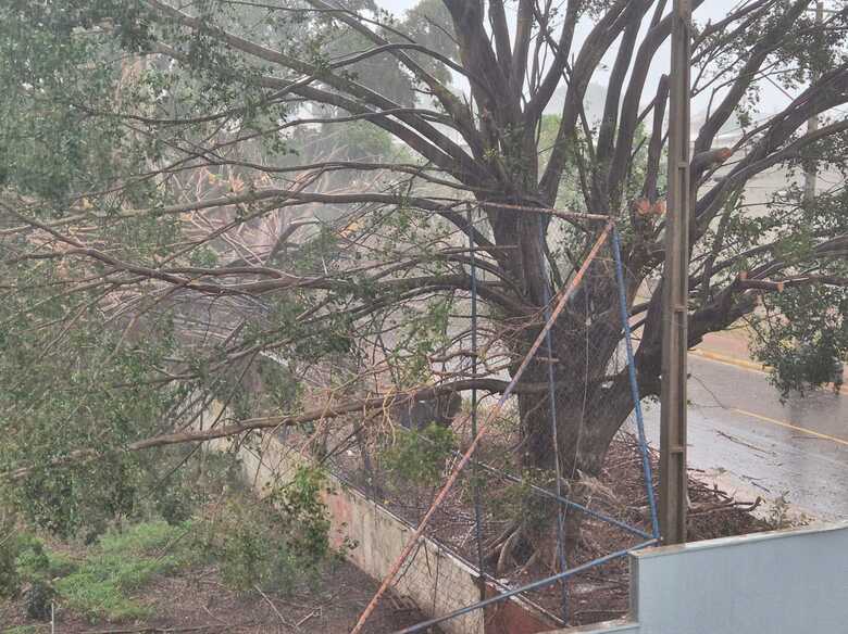 Árvores caíram sobre fiação em pontos da cidade