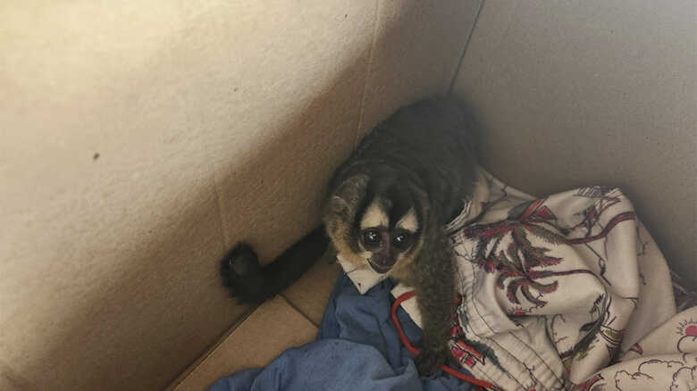 Animal foi resgatado pelos militares