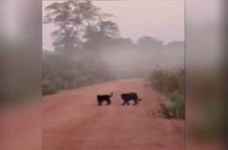 Aparição das onças-preta é algo raro