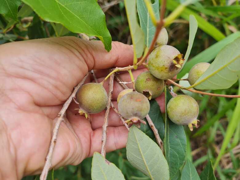 Além do valor gastronômico, a guavira preserva a memória e a biodiversidade do Mato Grosso do Sul.