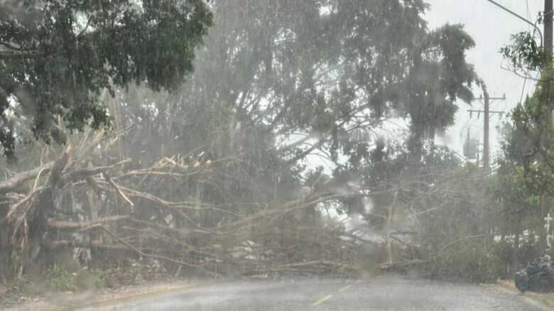 Árvore interrompeu fluxo de veículo em rua da Vila Margarida
