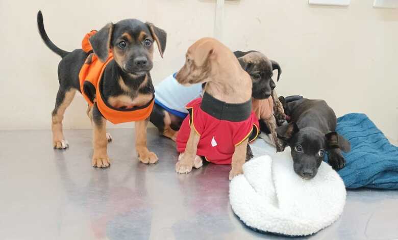 Cães e gatos estarão disponiveis para adoção