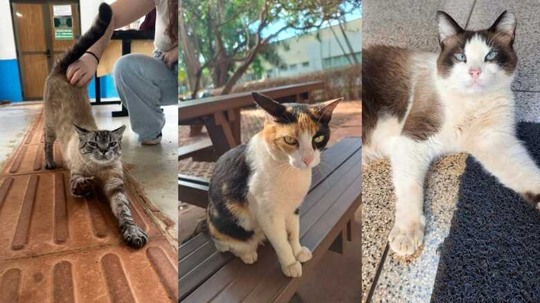 O que começou com simples fotos de momentos fofos nas redes sociais, um gato dormindo na biblioteca, outro se espreguiçando no gramado, virou uma ferramenta de transformação