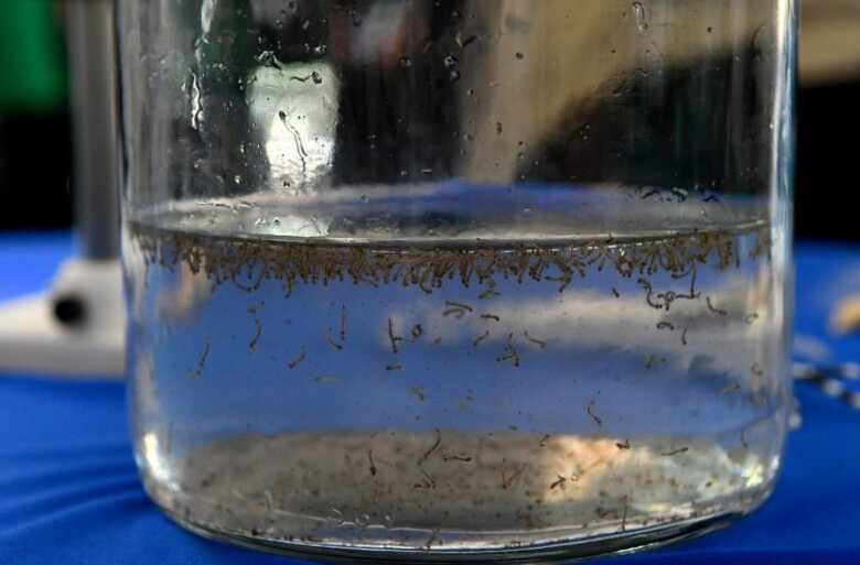 Durante o evento, o público poderá conhecer amostras de larvas do Aedes aegypti