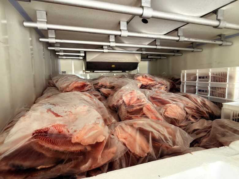 Carga de tilápia apreendida