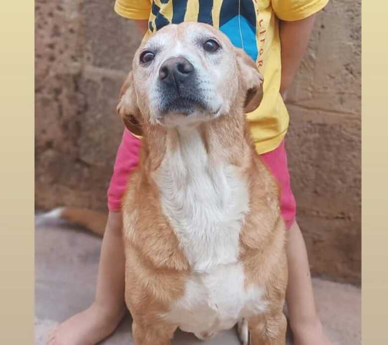 A família está em busca de qualquer informação sobre o paradeiro do animal