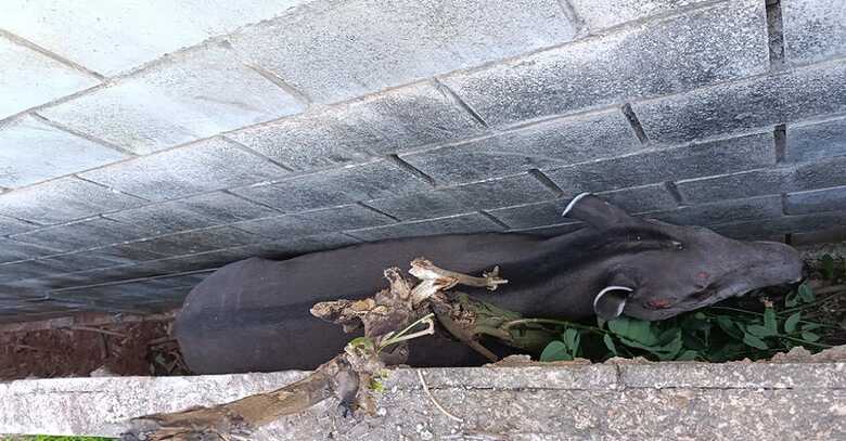 Foto: Divulgação/ PMA