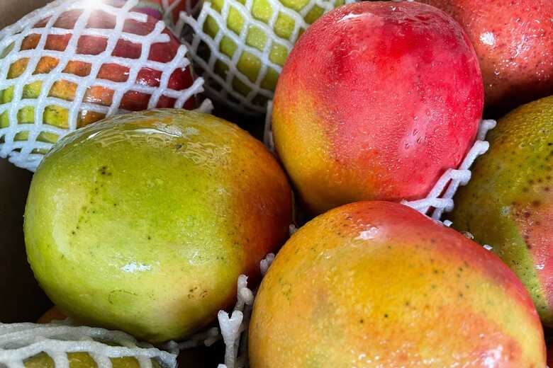 Manga foi uma das frutas que ficaram baratas