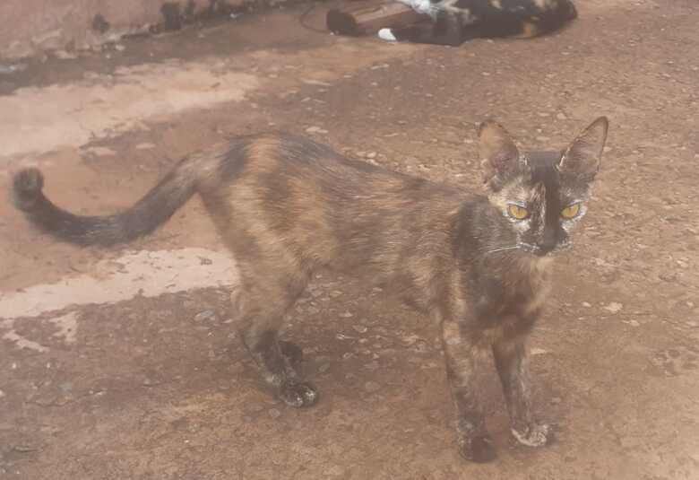 Essa é a irmã identica de Doisona, a diferença é que ela esta com a barriga raspada