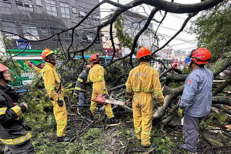 Galhos da árvore que caiu em ponto de ônibus em Guarulhos