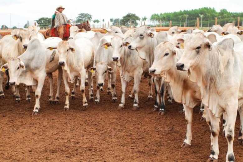 Foto: Reprodu&ccedil;&atilde;o