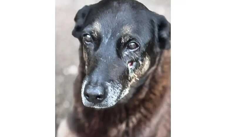 C&atilde;o 'Orelha' foi morto de forma brutal por adolescentes