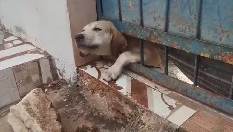 Cachorro foi salvo da grade do port&atilde;o