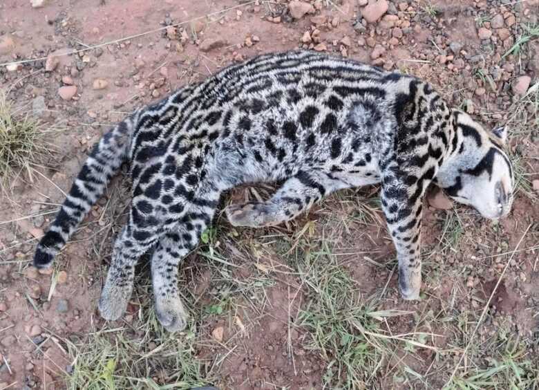 Jaguatirica morreu nas margens da rodovia