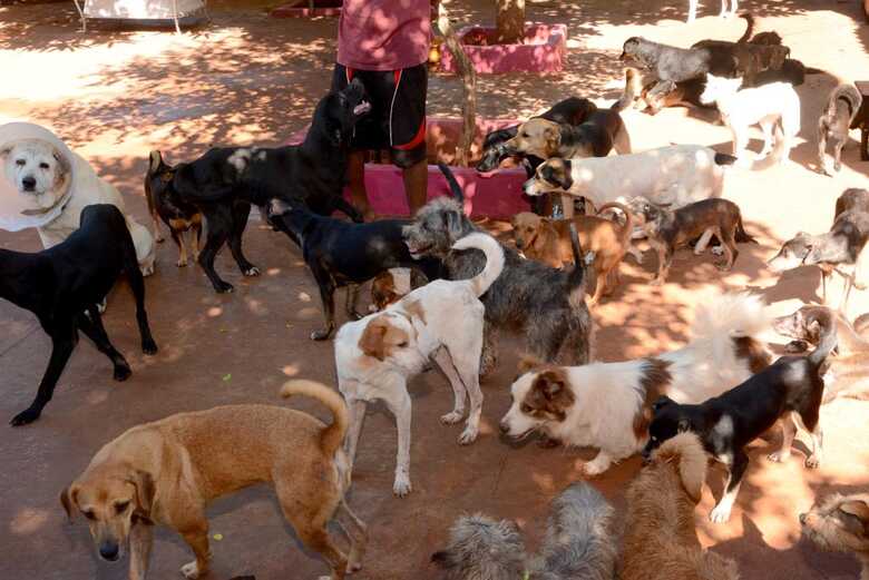 C&atilde;es de ONG - Foto: Roberto Higa