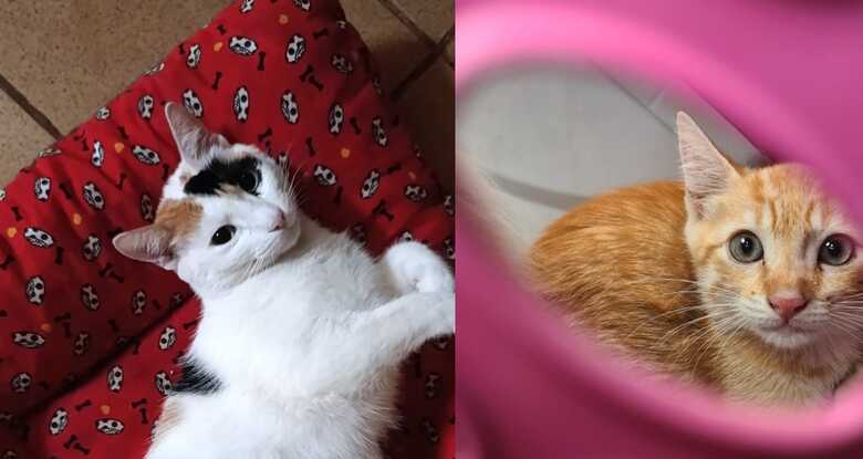 Atualmente, a Amicats mant&eacute;m mais de 400 gatos sob seus cuidados