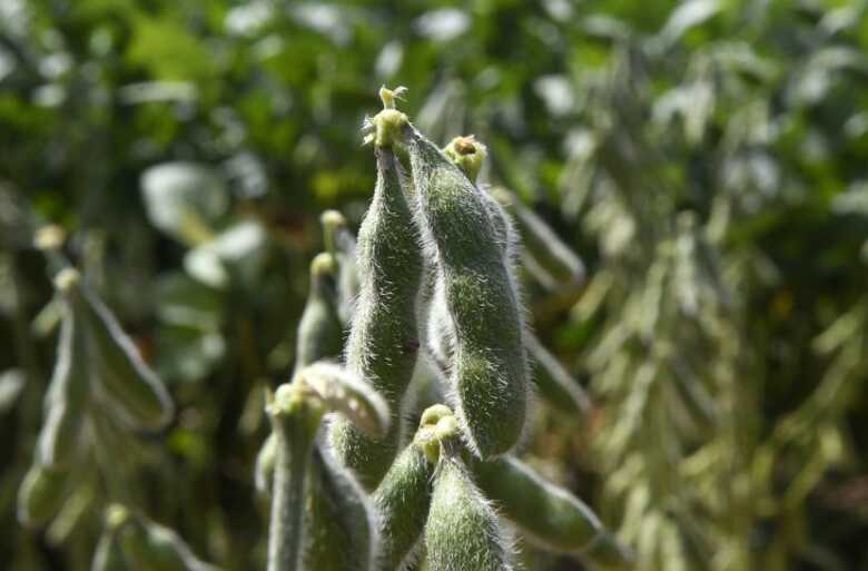S&atilde;o cerca de 17 mil propriedades produtoras de soja e, neste ciclo, os maiores volumes de &aacute;rea cultivada 