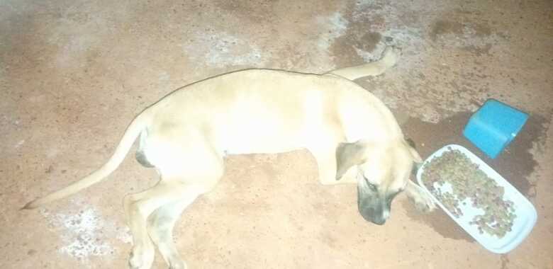 Um dos c&atilde;es que morreu - 