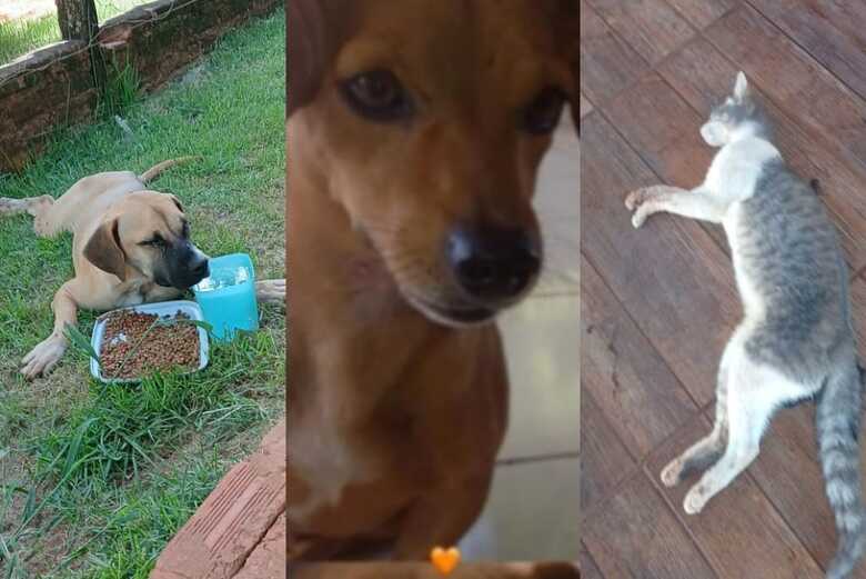 Pets v&iacute;timas de envenenamento - 