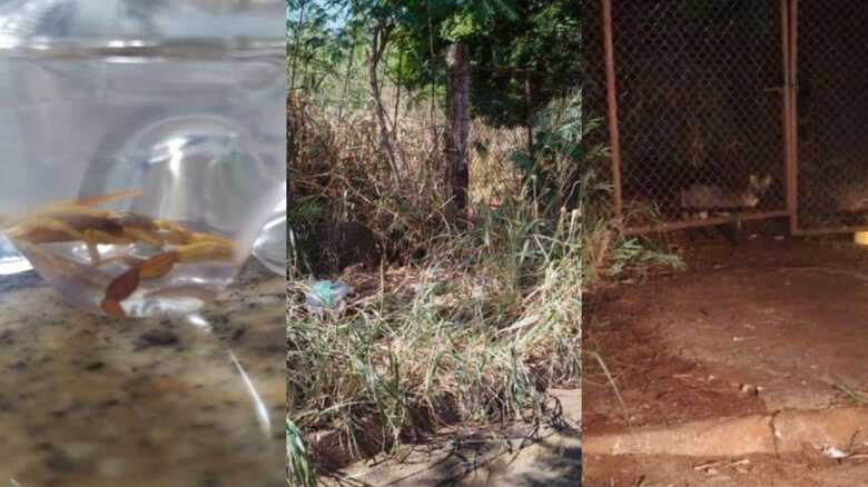 Foto: Reprodu&ccedil;&atilde;o Den&uacute;ncia