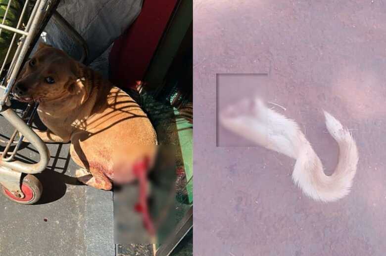 Reprodu&ccedil;&atilde;o / Alvorada Informa