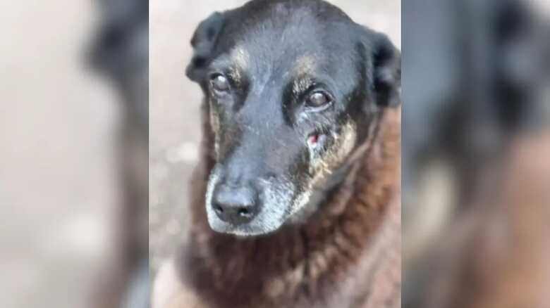 C&atilde;o "Orelha", animal comunit&aacute;rio que morreu por maus-tratos