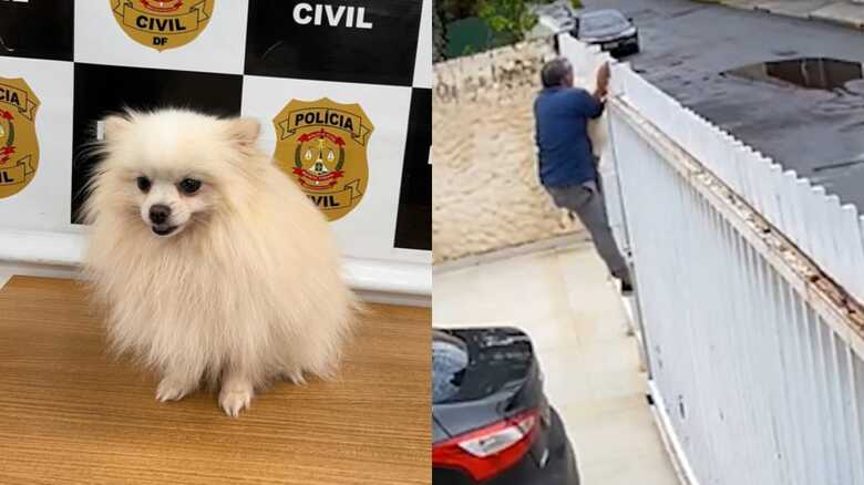 Fluffy foi devolvido &agrave; fam&iacute;lia ap&oacute;s a a&ccedil;&atilde;o  