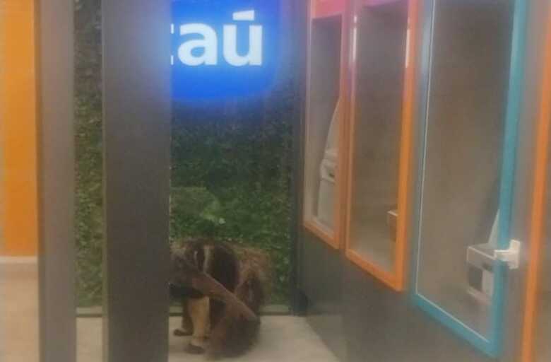 Animal estava em uma ag&ecirc;ncia na Avenida Mato Grosso