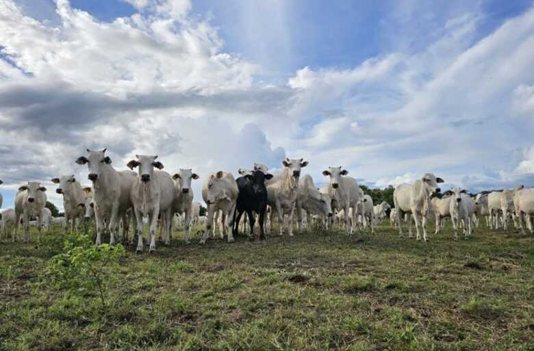Pastagens t&ecirc;m sido recuperara pelo Governo de MS