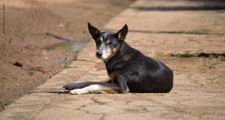 Cachorro de Rua - Foto: Reprodu&ccedil;&atilde;o