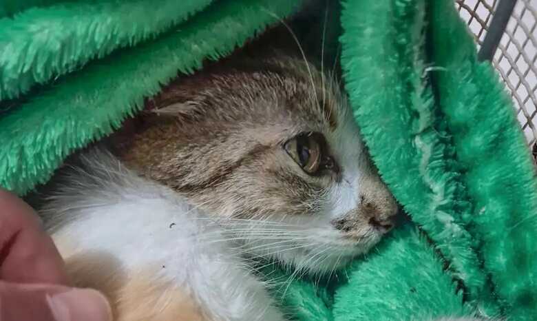 Gata ficou ferimentos graves ap&oacute;s epis&oacute;dio de maus-tratos
