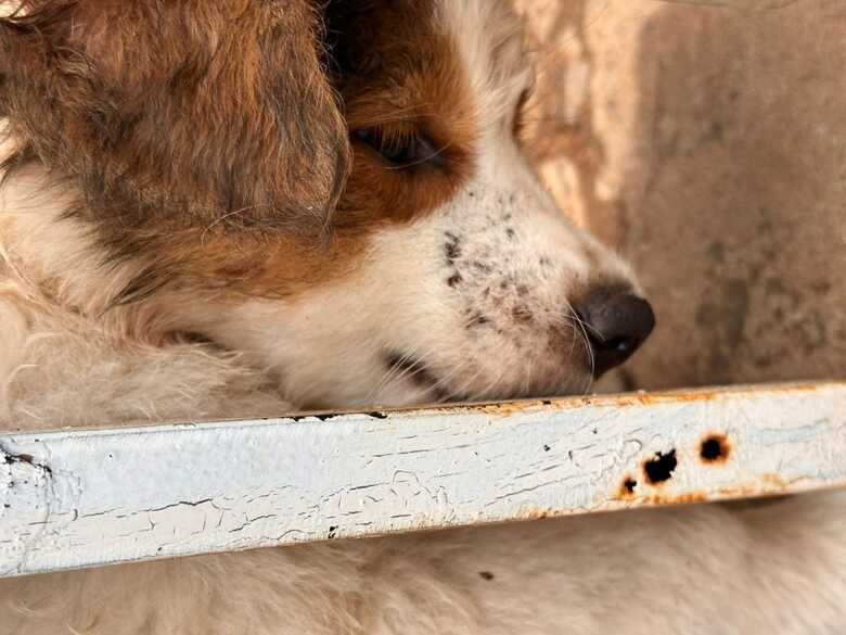 Animais est&atilde;o virando alvo f&aacute;cil dos humanos para agress&otilde;es