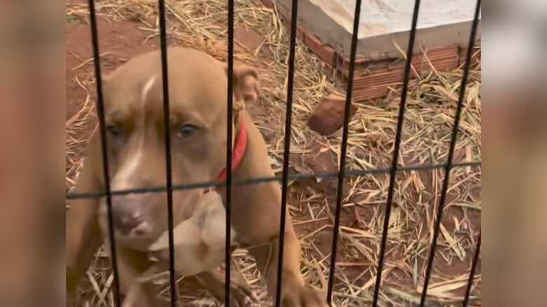 Animal estava abandonado numa ch&aacute;cara