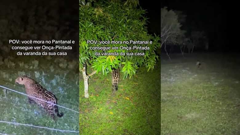 On&ccedil;a-pintada fez r&aacute;pida apari&ccedil;&atilde;o no quintal 