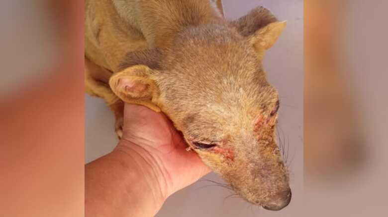 Cachorra estava com ferimentos no rosto