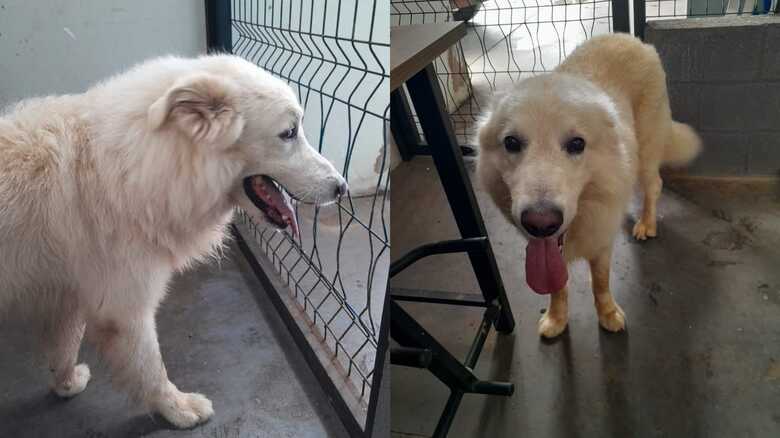 O doguinho est&aacute; bem cuidado e &eacute; d&oacute;cil 