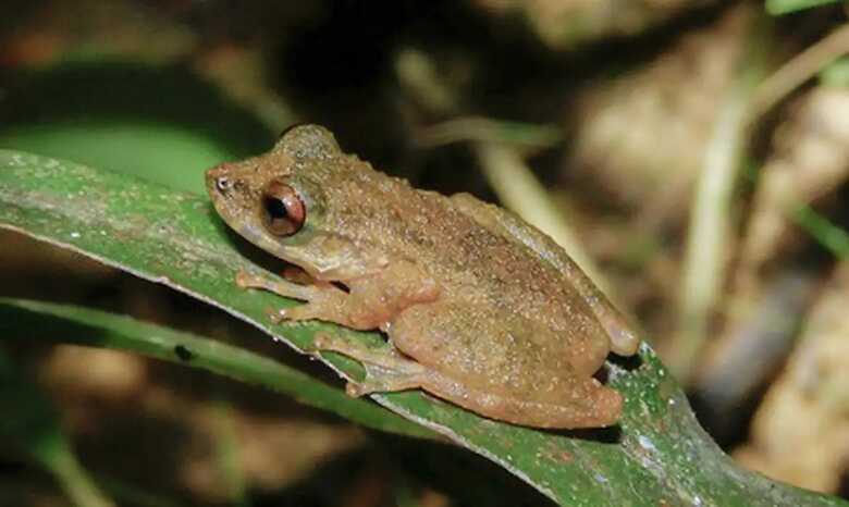 Foto: Divulga&ccedil;&atilde;o/Zootaxa