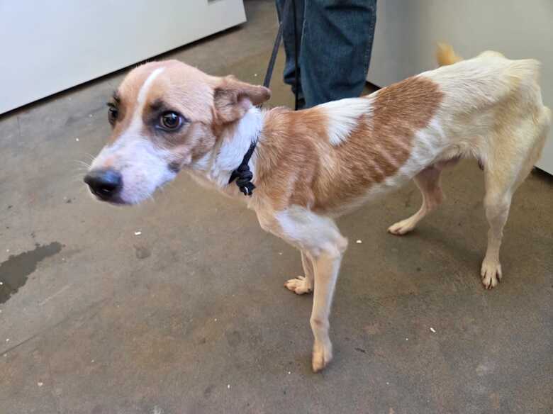 Um dos cachorros resgatados pela pol&iacute;cia