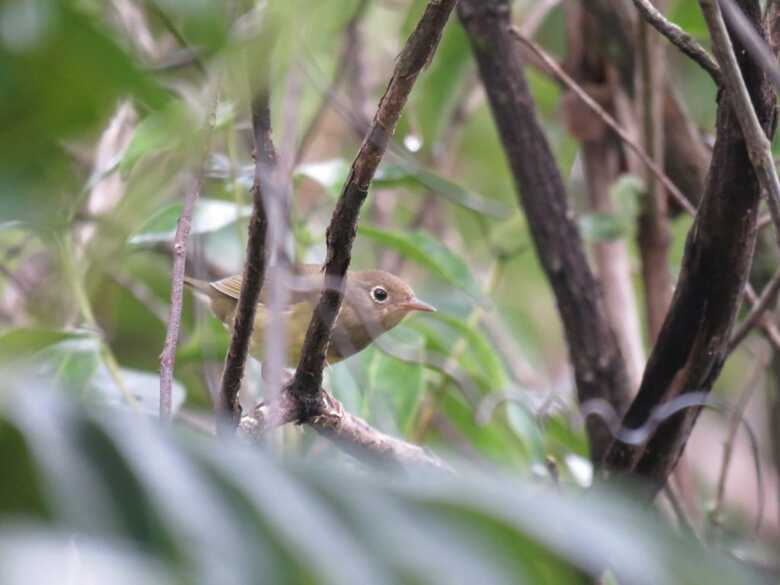 Esp&eacute;cie 'Mariquita-de-connecticut'. Ave registrada em MS s&oacute; havia sido registrada uma vez no Amazonas.