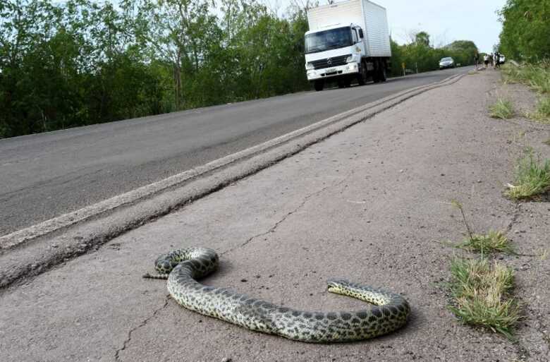 Animal e rodovia - Foto: Ilustrativa