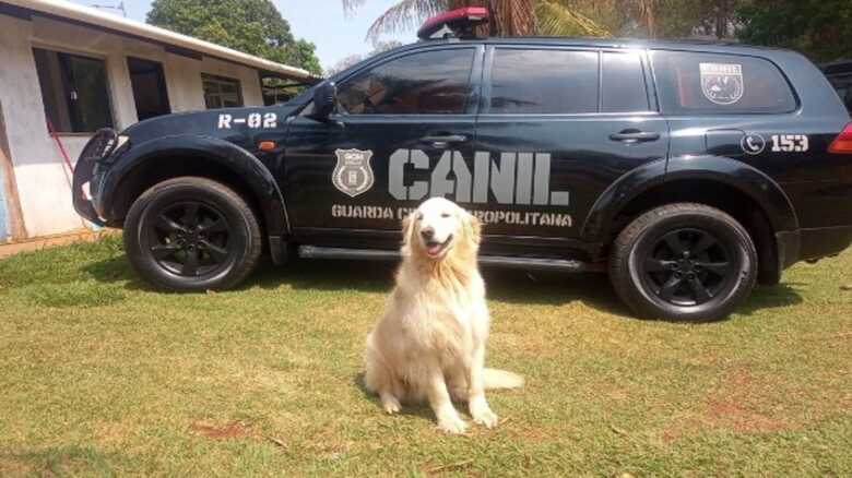 Kayon Max &eacute; um dos c&atilde;es presentes na corpora&ccedil;&atilde;o da GCM