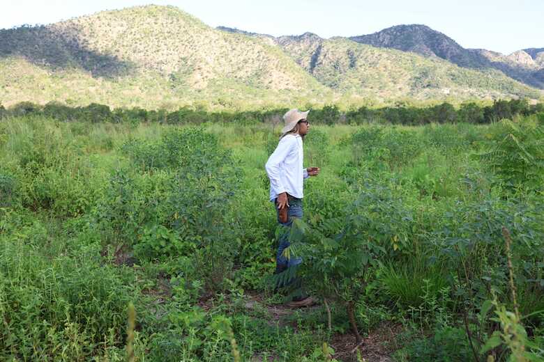 Recupera&ccedil;&atilde;o de &aacute;rea no Pantanal