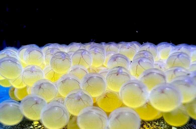 Entre as esp&eacute;cies reproduzidas, 32 s&atilde;o do bioma Pantanal