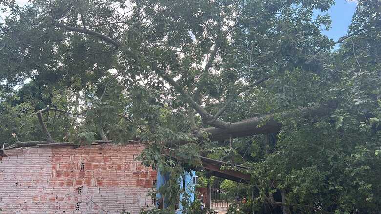 &Aacute;rvore caiu na casa e precisou ser cortada pelo Corpo de Bombeiros