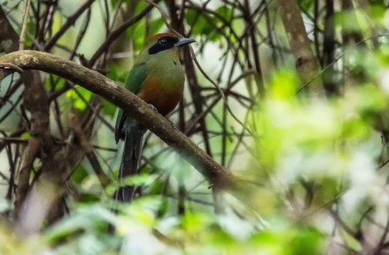 A escolha da esp&eacute;cie foi resultado de uma mobiliza&ccedil;&atilde;o que envolveu institui&ccedil;&otilde;es p&uacute;blicas, privadas e organiza&ccedil;&otilde;es da sociedade civil