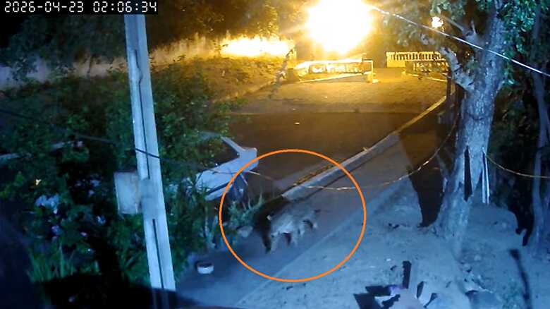 On&ccedil;a-pintada voltou a rondar casa